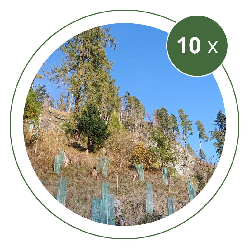 Klimaschutzbaum - Helden Paket (10 Bäume)