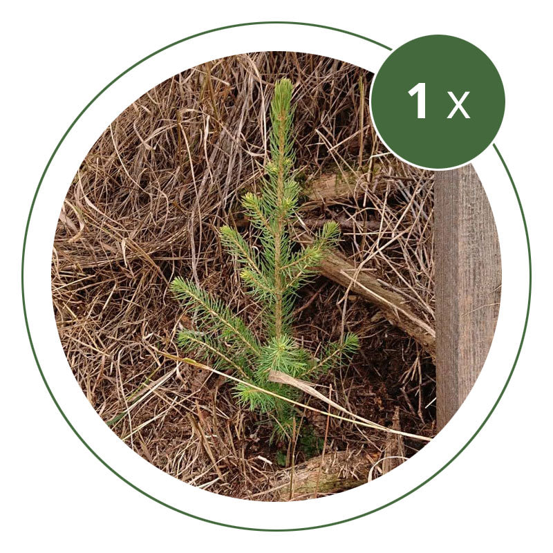 Klimaschutz Baum (1 Baum)